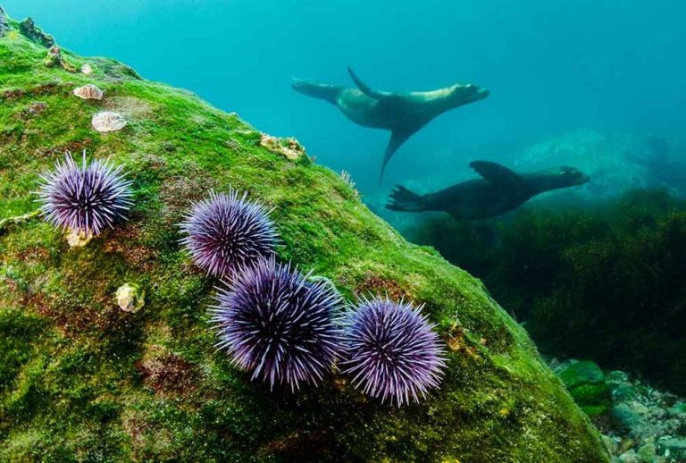 Respecting Marine Life At Byron Shire Beaches