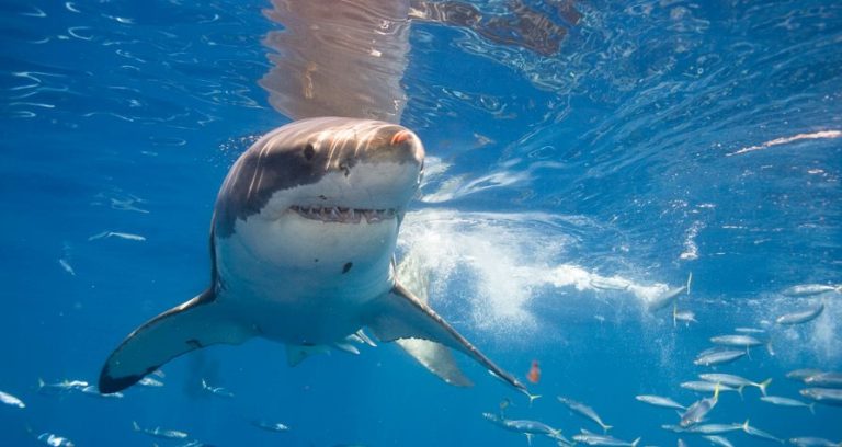 Shark Education and Awareness In Byron Shire